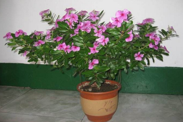 四季梅怎么摘心,植株長到10cm左右時進行摘心