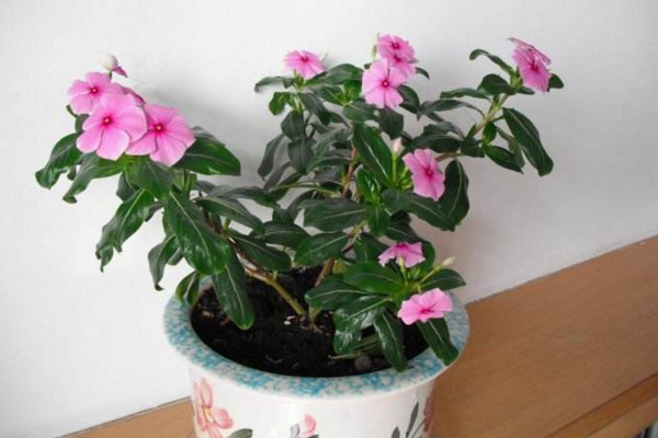 四季梅怎么摘心,植株長到10cm左右時進行摘心