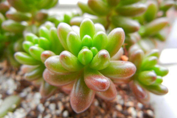 玉米石開花嗎,會開花(花期6~8月)
