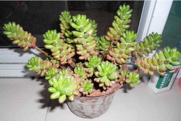 玉米石開花嗎,會開花(花期6~8月)