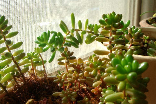 玉米石開花嗎,會開花(花期6~8月)
