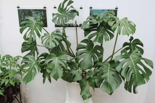 龜背竹怎么過冬,保證環境溫度不低于5℃