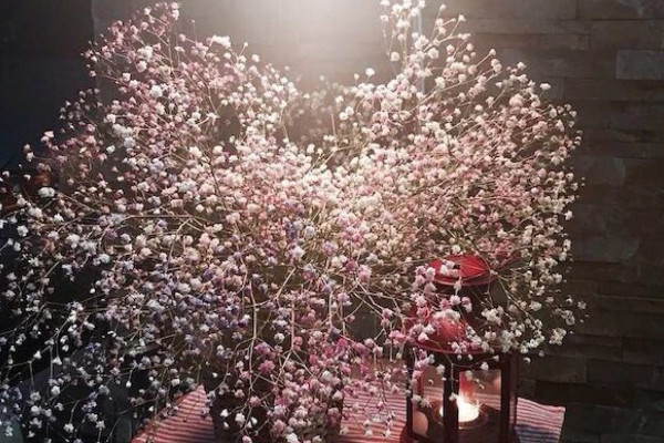 滿天星花語和寓意,純潔浪漫/友情/思念等