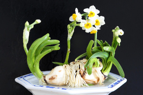 水仙花開完花后怎么處理,修剪殘花沙藏球莖等