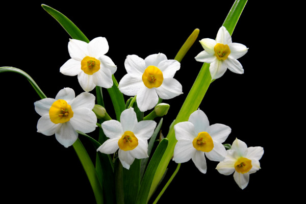 水仙花開完花后怎么處理,修剪殘花沙藏球莖等