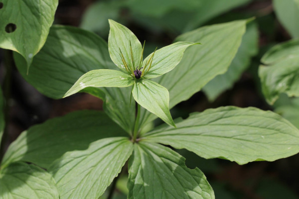 重樓種植技術(shù),栽植前先花1~2周催芽出苗