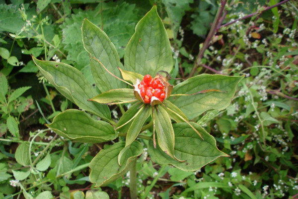 重樓種植技術(shù),栽植前先花1~2周催芽出苗