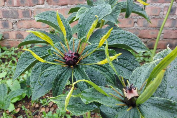 重樓種植技術(shù),栽植前先花1~2周催芽出苗