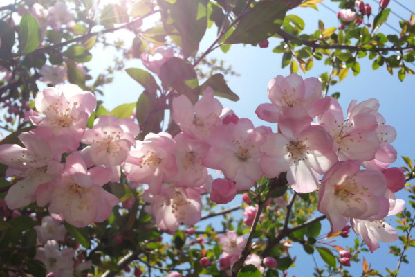 櫻花種子怎么催芽,沙藏法/高溫浸泡/冷藏法