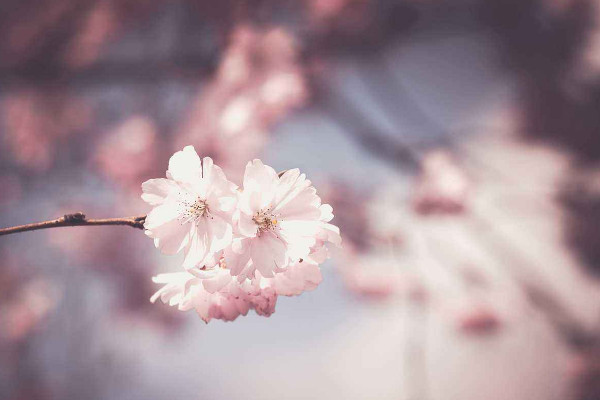 櫻花種子怎么催芽,沙藏法/高溫浸泡/冷藏法