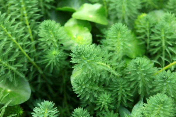 水生花卉有哪些,分為沉水/挺水/浮葉/漂浮四大種類