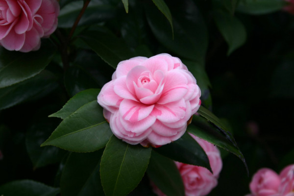 山茶花怎么修剪,枯枝爛葉/密生枝葉/花期后都要修剪