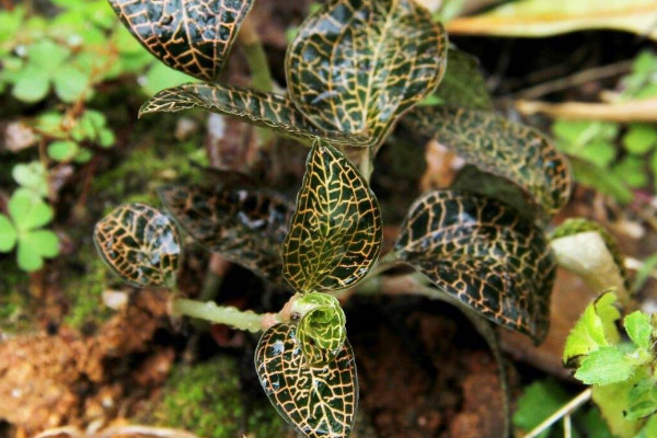 金線蓮種植方法,選用微酸性混合土壤栽植