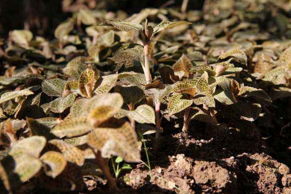 金線蓮種植方法,選用微酸性混合土壤栽植