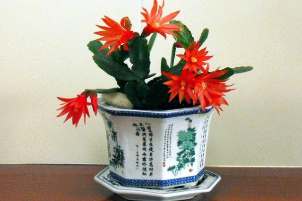假曇花是什么花,是仙人掌科附生類多肉植物