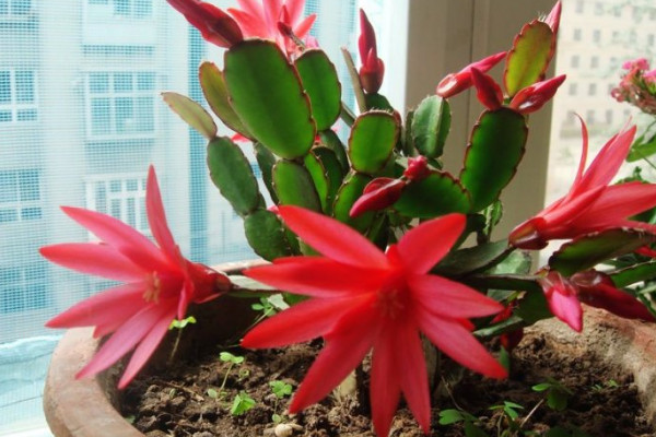 假曇花是什么花,是仙人掌科附生類多肉植物