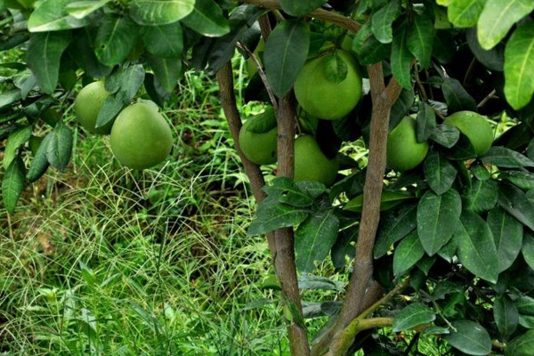 柚子樹的種植技術,4步即可完成種植