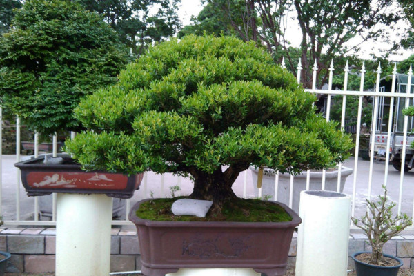 小葉黃楊葉子變黃怎么辦,控制光照并減少澆水