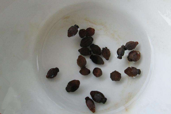 茉莉什么時候播種,春季播種成活率最高