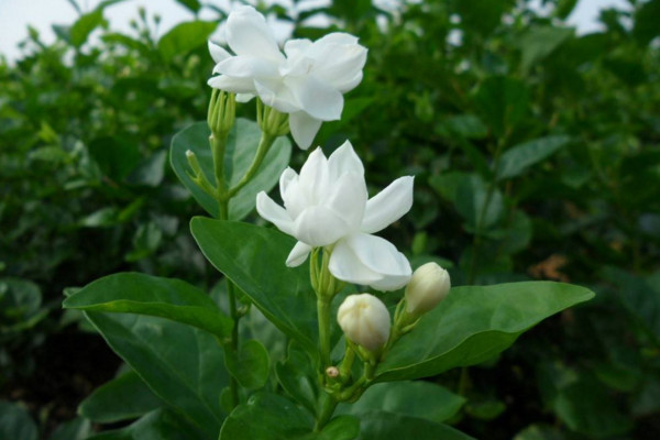 茉莉什么時候播種,春季播種成活率最高