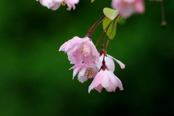垂絲海棠什么時候開花,其花期在每年的3~4月