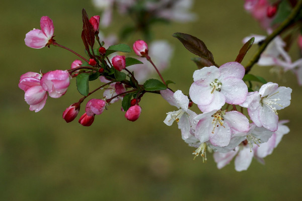 垂絲海棠什么時候開花,其花期在每年的3~4月