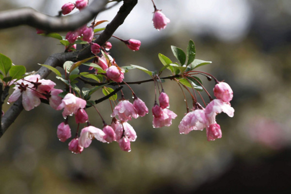 垂絲海棠什么時候開花,其花期在每年的3~4月