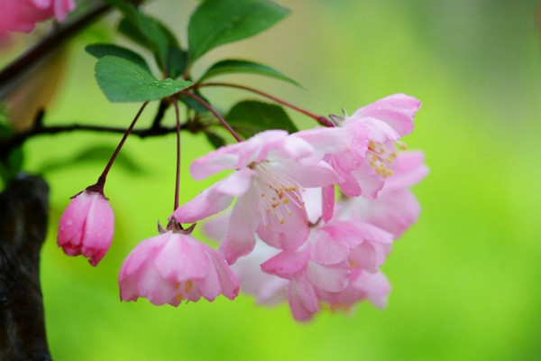 垂絲海棠什么時候開花,其花期在每年的3~4月