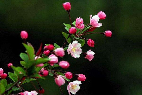 垂絲海棠什么時候開花,其花期在每年的3~4月