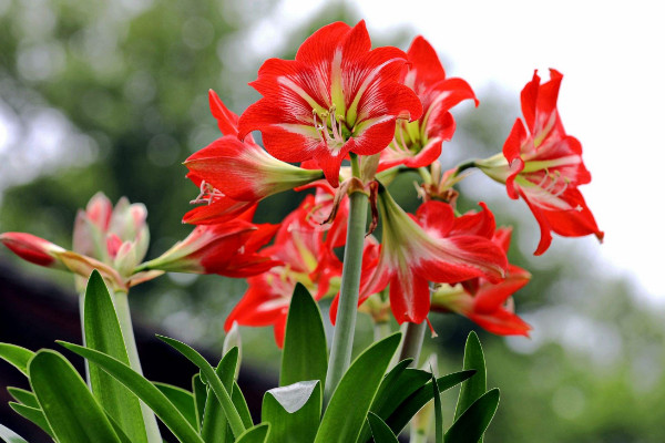 如何讓朱頂紅球莖變大,養(yǎng)分充足/光溫適中