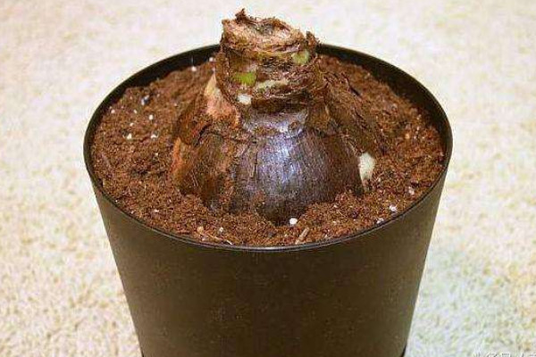 如何讓朱頂紅球莖變大,養(yǎng)分充足/光溫適中