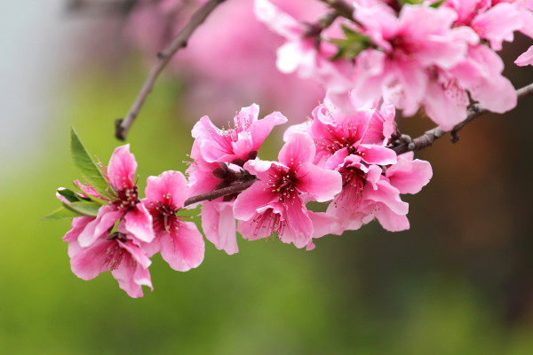 春天開什么花,迎春花/桃花/郁金香/油菜花等