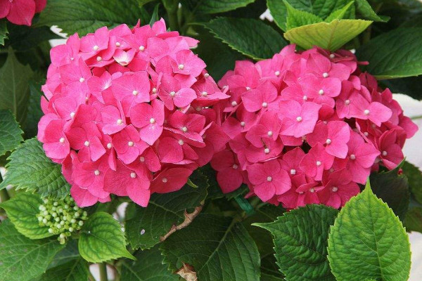 世界上花語最光明的花,太陽花/四葉草/鶴望蘭/繡球花