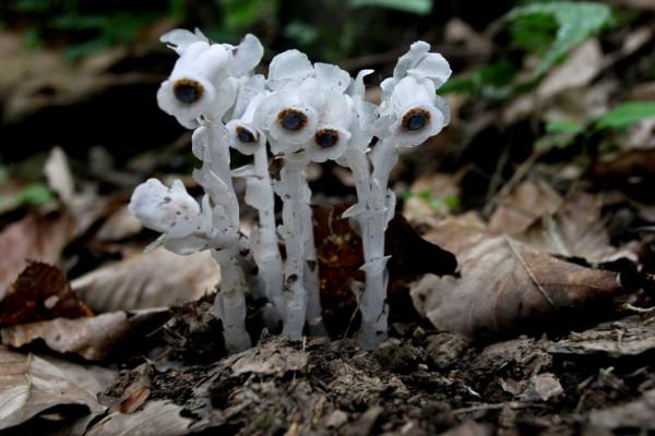 世界上花語最黑暗的花,黑玫瑰/水晶蘭等