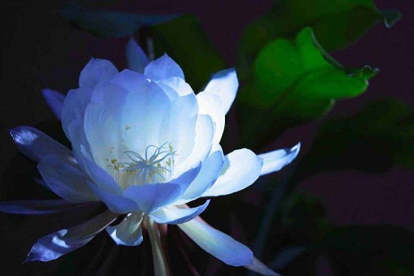 曇花為什么只能一現(xiàn),生長習性所決定