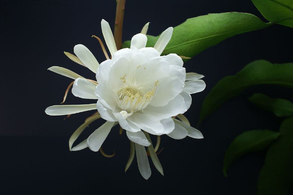 曇花為什么只能一現(xiàn),生長習性所決定