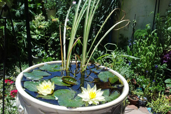 碗蓮的種植方法水培,選擇生長(zhǎng)能力強(qiáng)的品種春季水培