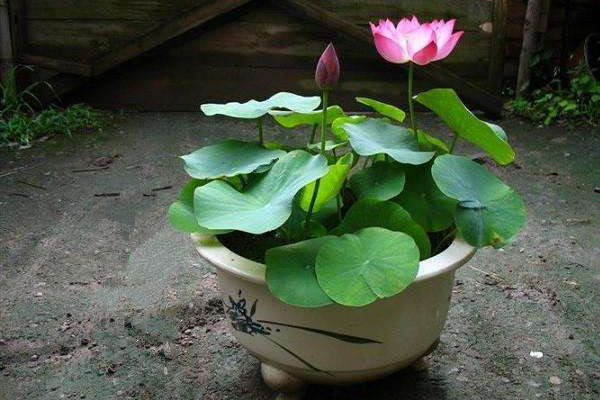 碗蓮的種植方法水培,選擇生長(zhǎng)能力強(qiáng)的品種春季水培