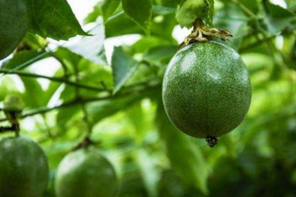 百香果怎么種,4步即可完成百香果的種植