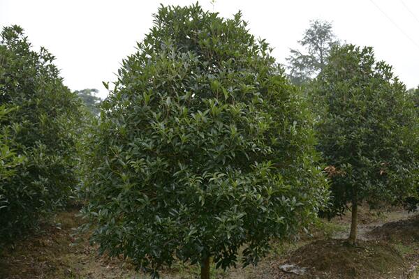 金桂花樹種植技術,建議在每年的3月份進行種植