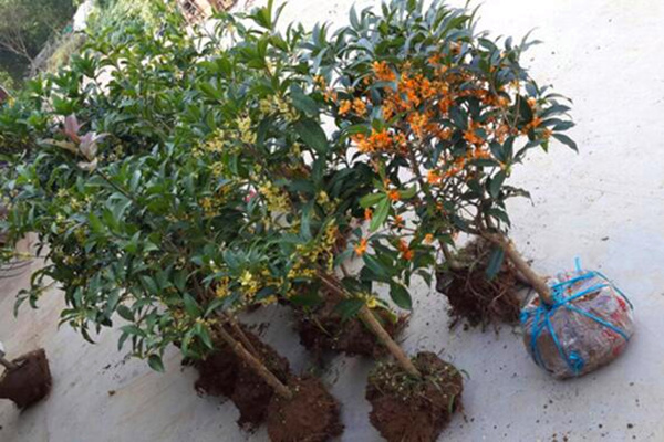 金桂花樹種植技術,建議在每年的3月份進行種植