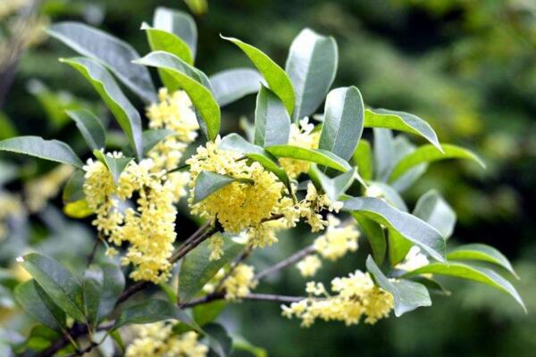 金桂花樹種植技術,建議在每年的3月份進行種植