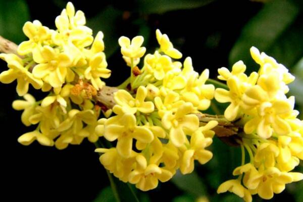 金桂花樹種植技術,建議在每年的3月份進行種植