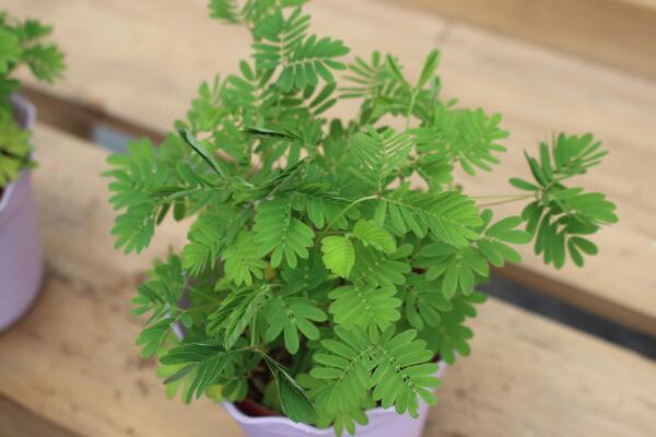 室內不適合養什么花草植物,看到這幾種植物請立即將它搬出去