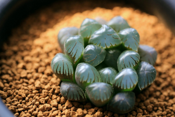 玉露開花會死嗎,不會死亡但會消耗大量養(yǎng)分