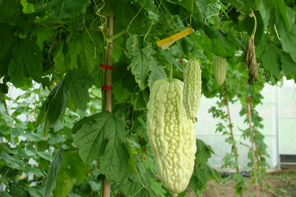 苦瓜種植技術,保障光溫水肥的滋養(搭建生長爬架)