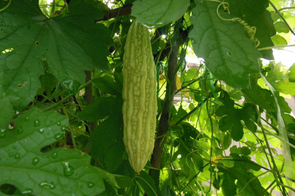 苦瓜種植技術,保障光溫水肥的滋養(搭建生長爬架)