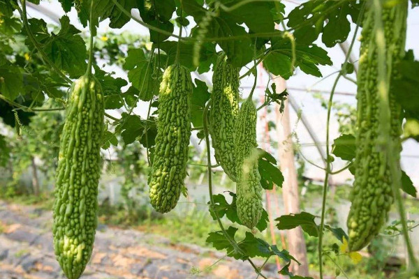 苦瓜種植技術,保障光溫水肥的滋養(搭建生長爬架)