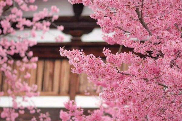櫻花樹怎么種植,可以通過以下4步進行