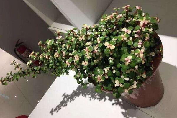 金枝玉葉葉片發皺變薄,可能是因為光照不足導致